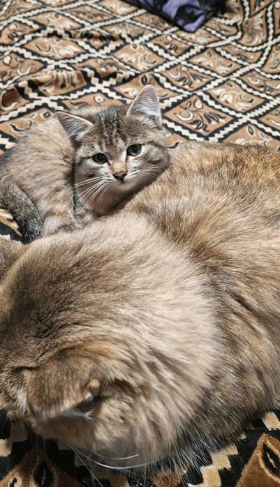 Отдам котенка 2 месяца в хорошие руки