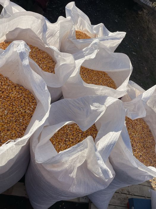 Porumb Pioneer 2025 BIO ! Recoltat stiulete !