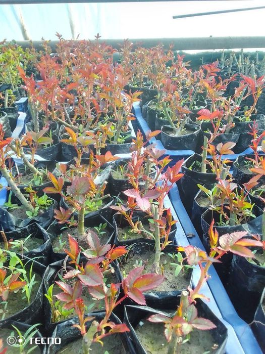 Geran gullar bor atirgul kuchati bor payvand qilingan