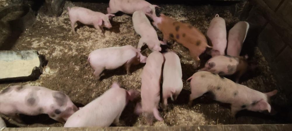 Малки прасета  Горна Оряховица