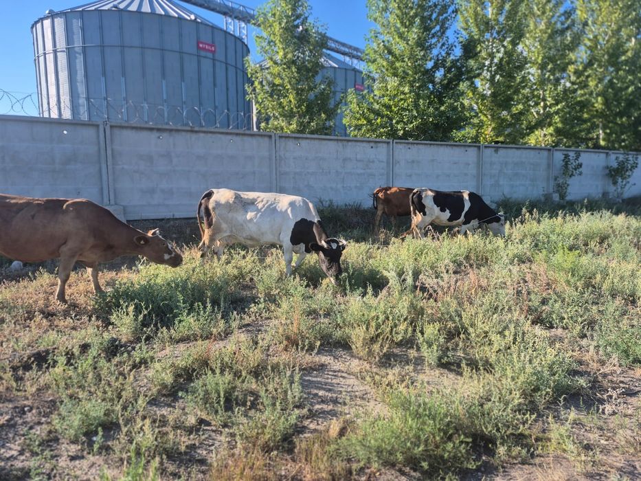 Продам коров 4 головы