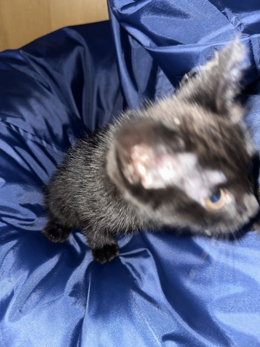 Черный котенок 3месяца мальчик