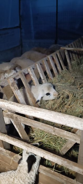 Vând oi 25 bucăți 10.00