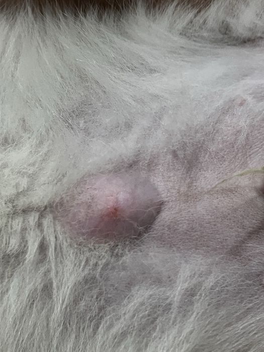 Отдам щенка мальчик