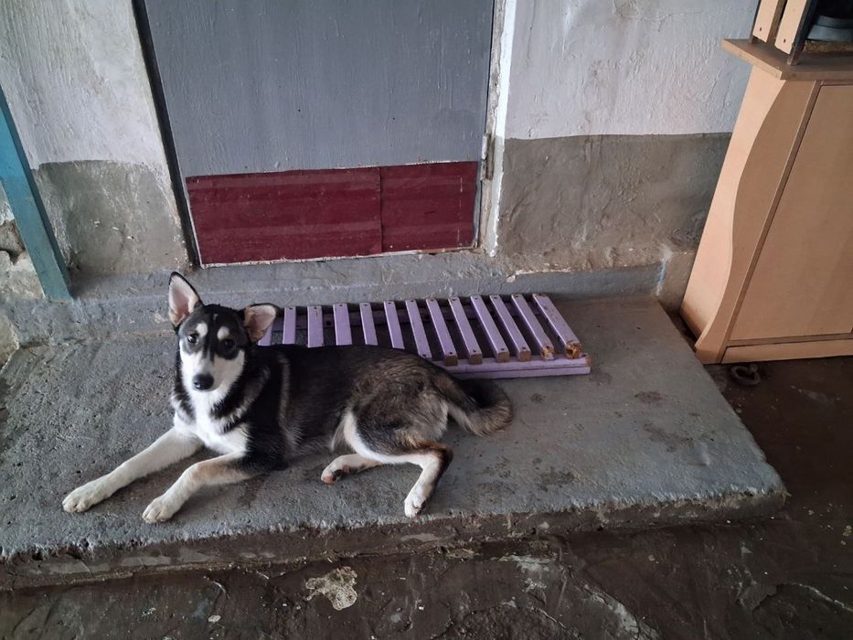 Продаются щенки маламута и лайки, недорого