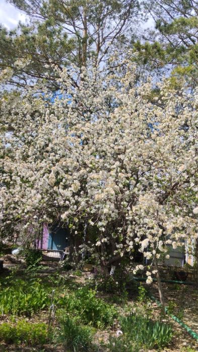 Продам дачу (район Келещек )