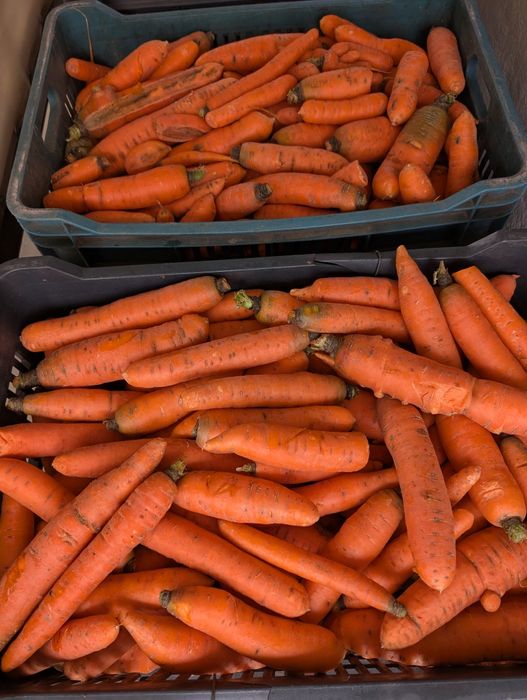 Vand morcovi cu ridicata