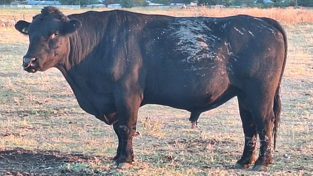 Vand taur angus cu acte