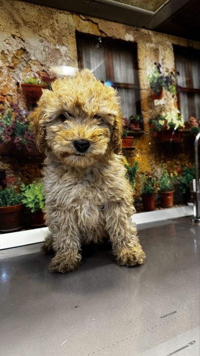 Poodle toy de vanzare