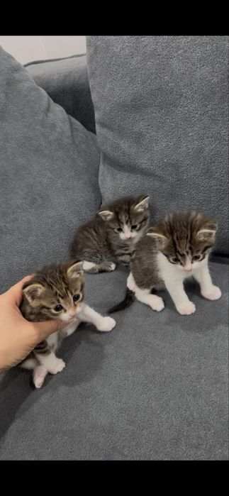 Продаются котята