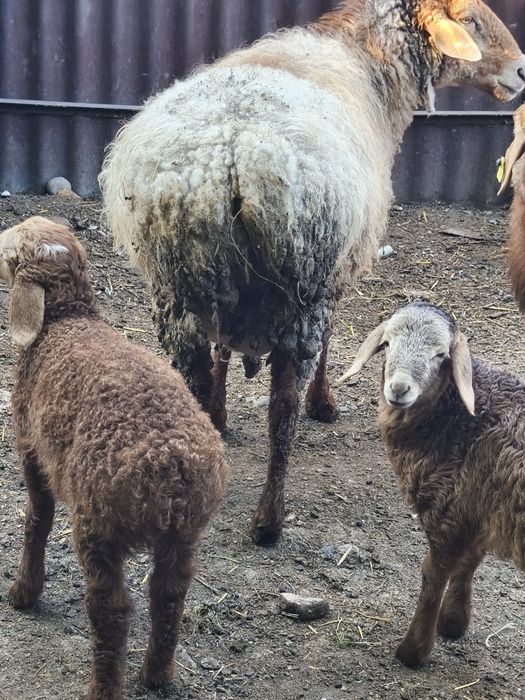 Продам баранух с ягнятами