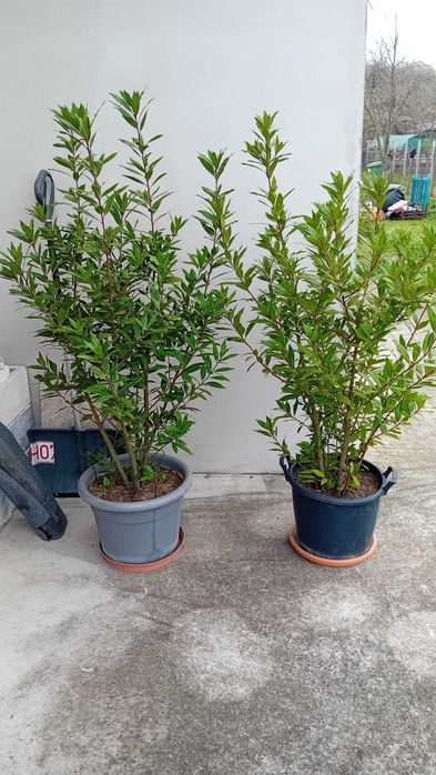 Dafin la ghiveci (aproximativ 12 ani) 2buc.