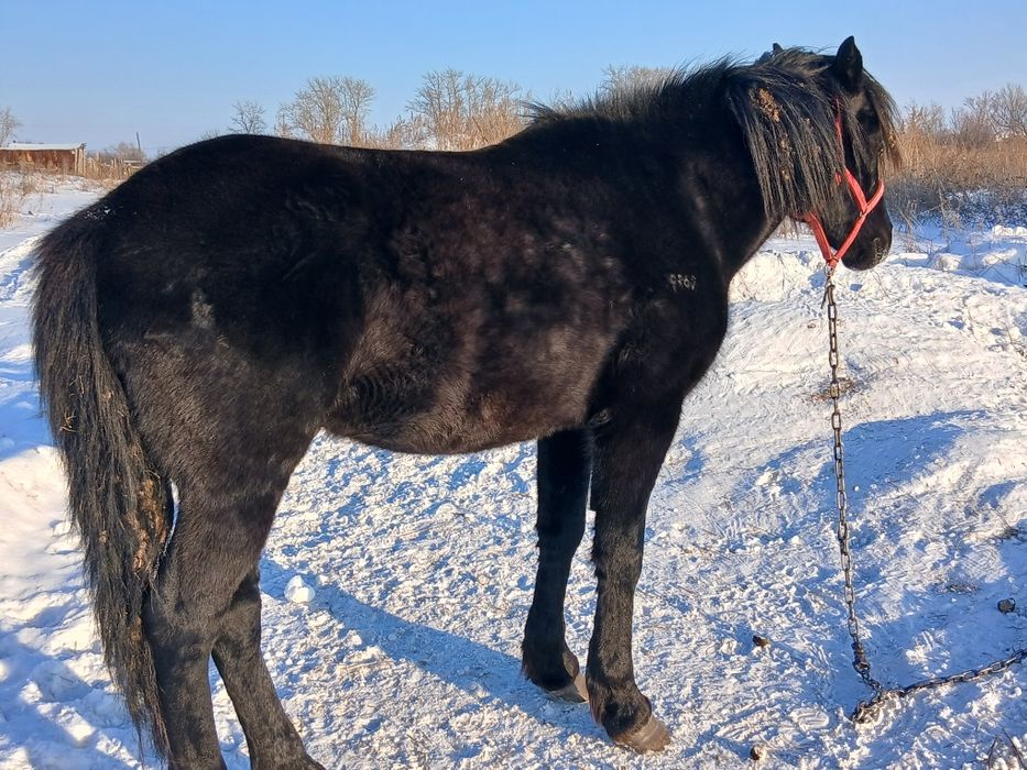 Продам жеребца 7