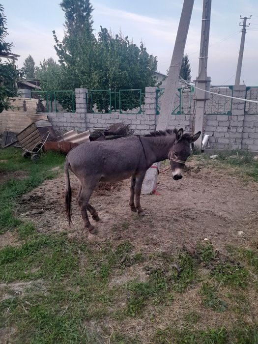 Продается молодой осел