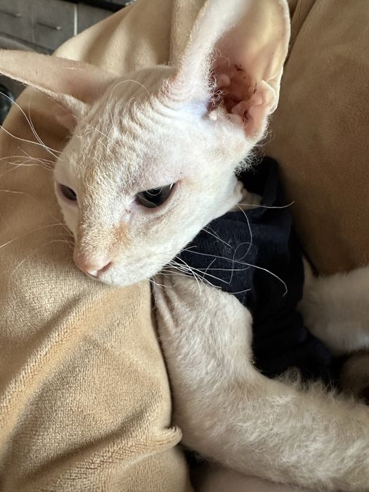 Продам кошек пародистые