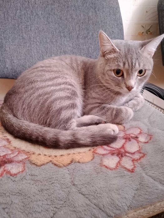Отдам кошку в частный дом