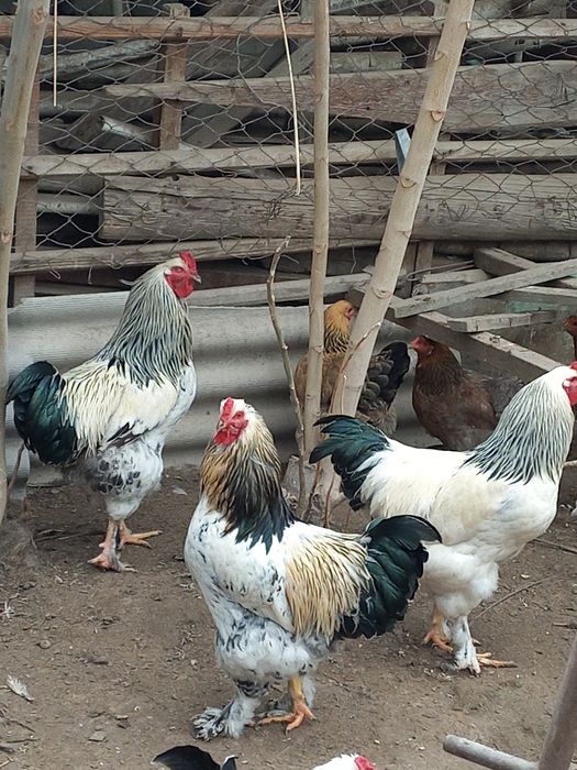 Жақсы Қораздар бар