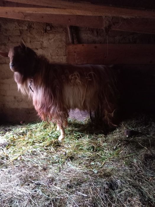 Vand tap.               .