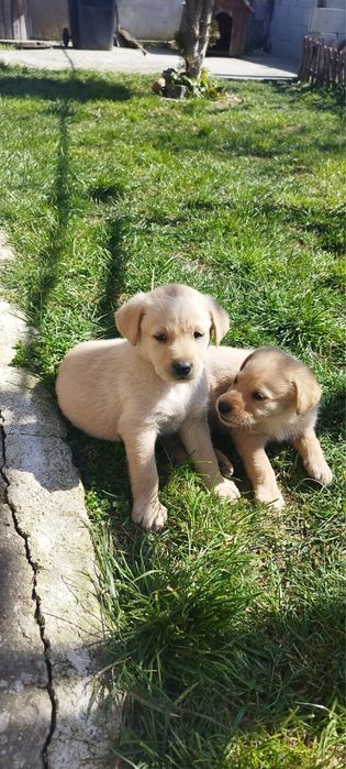 Сладки бебета лабрадори