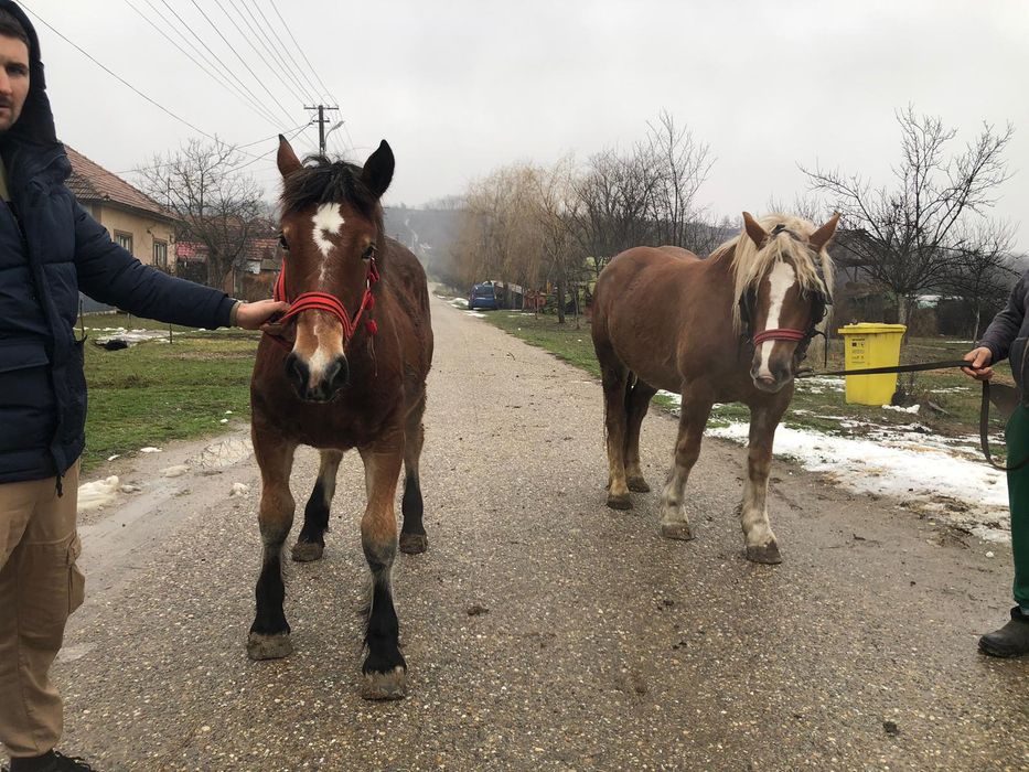 Vând manze 7luni, 3ani