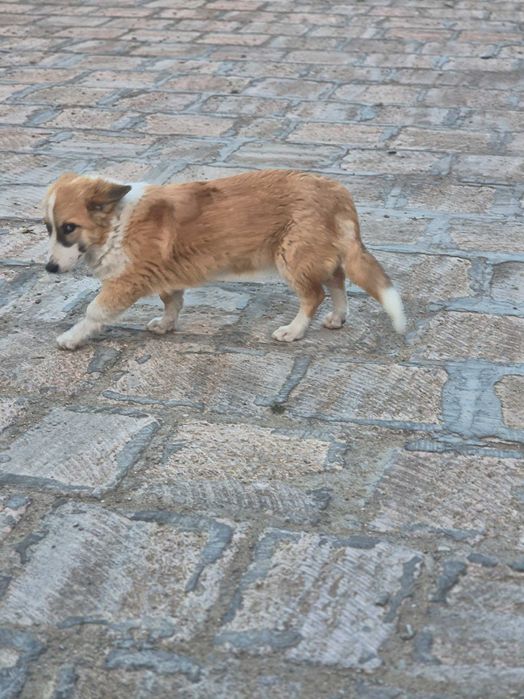 Собака Вельш-Корги