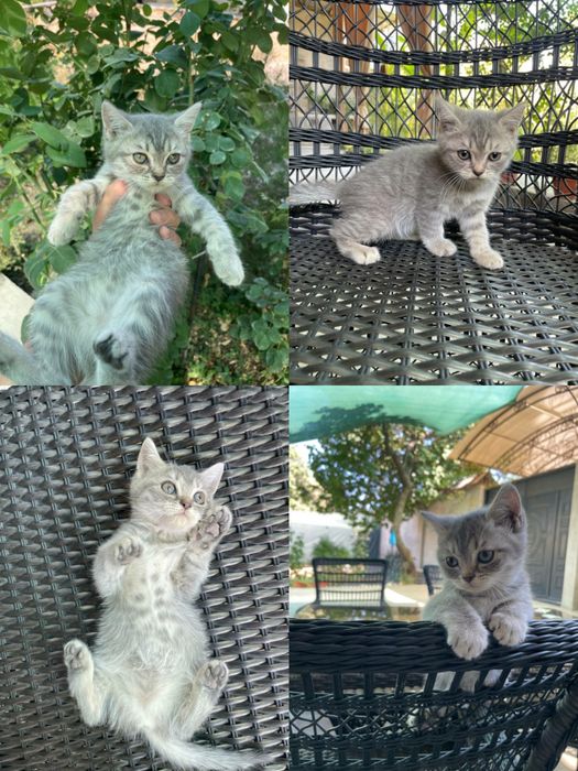 Scottish fold, strayt