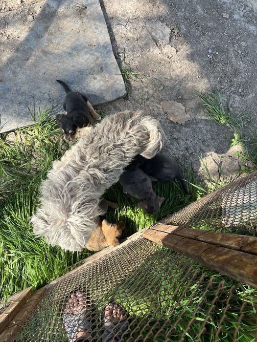 Шенок ,күшік мәшкі званок