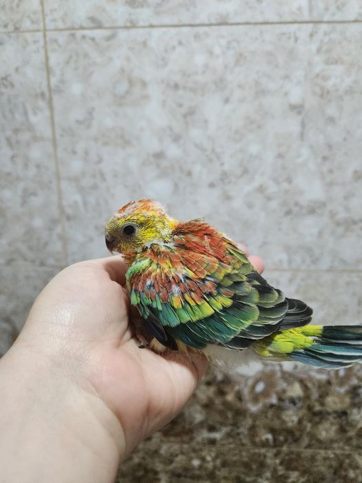 Продам молодых,певчих попугаев.Для ручного выкармливания кашей (самцы)