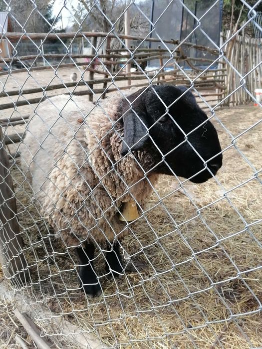 Vând un berbec și o oaie sufolck