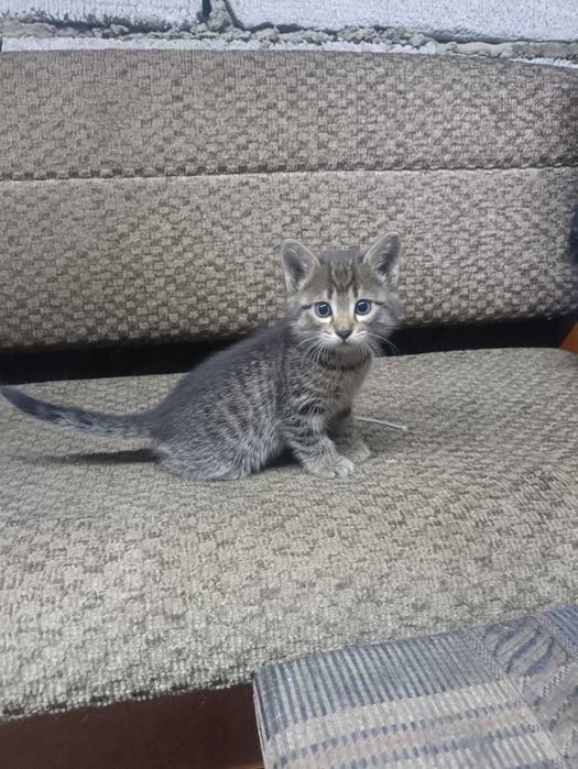 Котята ищут дом Котята ищут дом