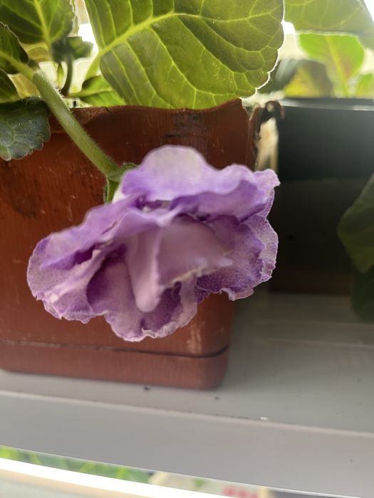 Цветы глаксинии разные цвета