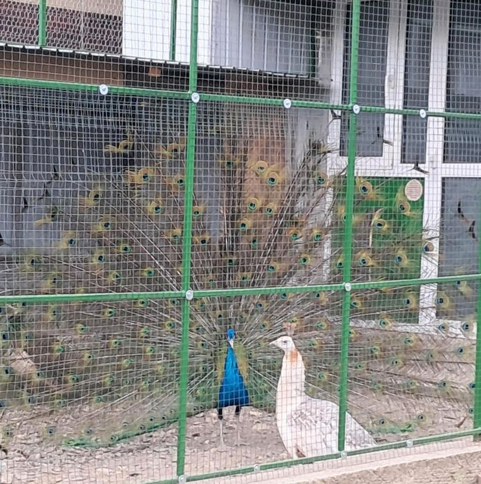 Păuni Comuni și Umăr Negru