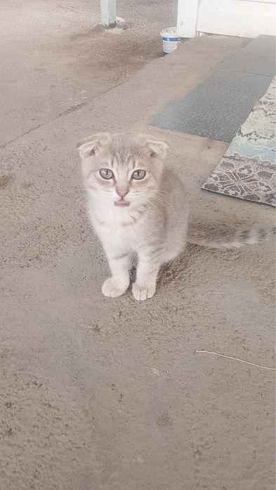 кошечка вислоушка