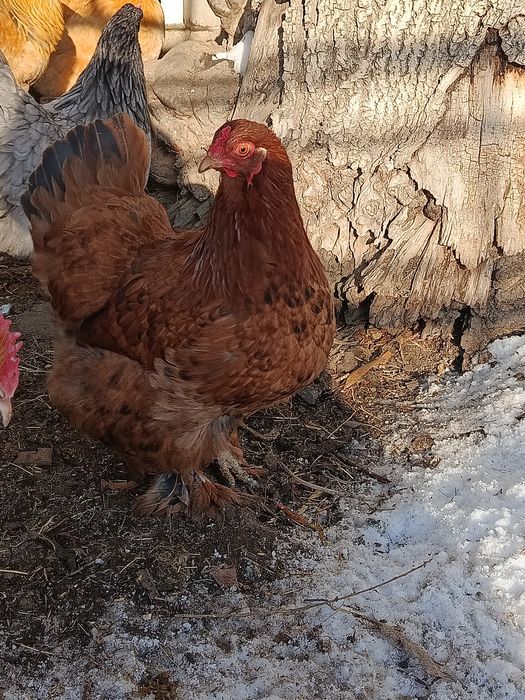 Продам курочек брамы