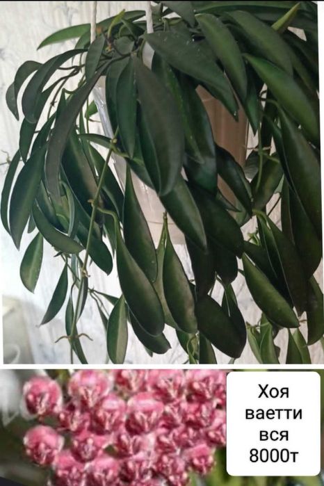 Продам вот такую красоту