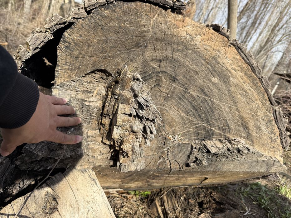 Жаңғақ орех сатам