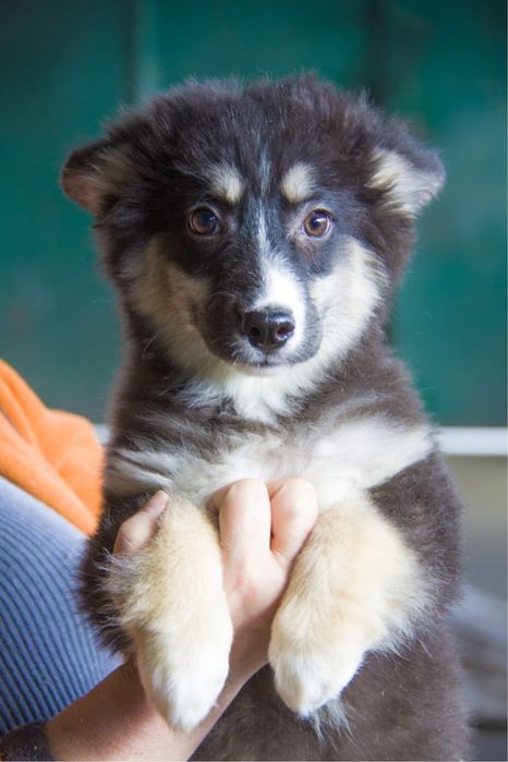 Щенята ищут дом.