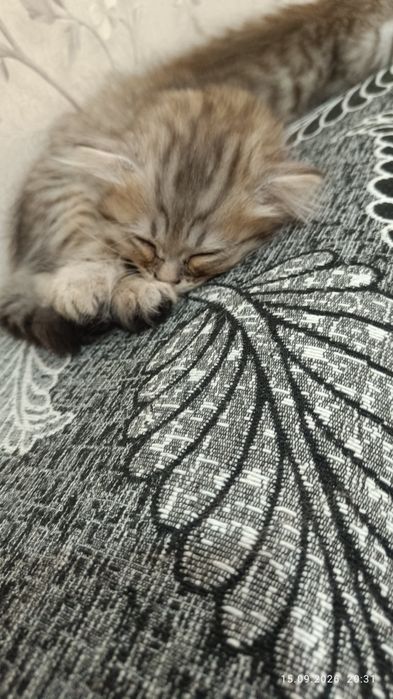 Котята бесплатно