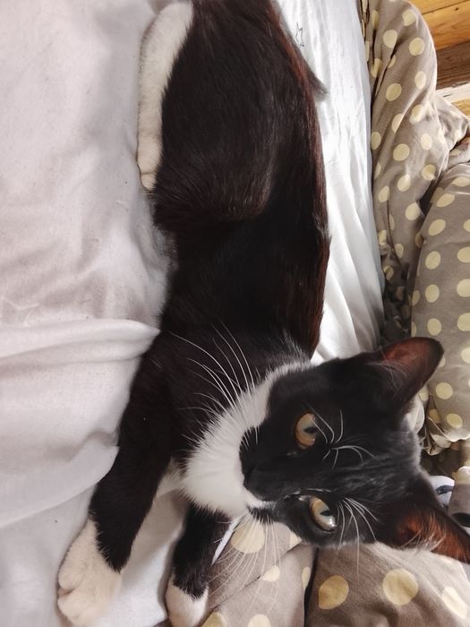 Котята две девочки