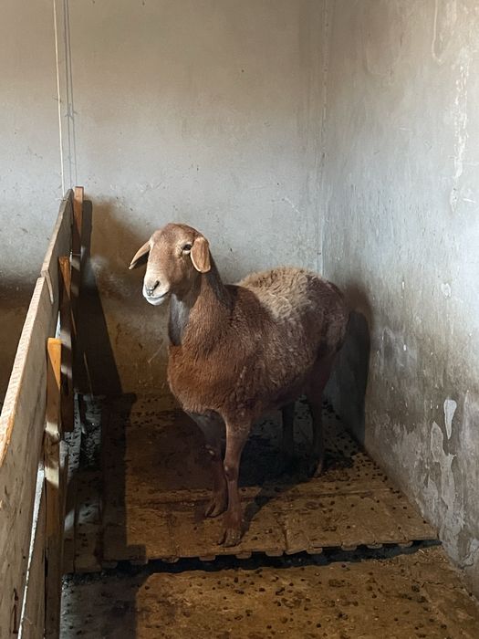 Гиссар куй сотилади