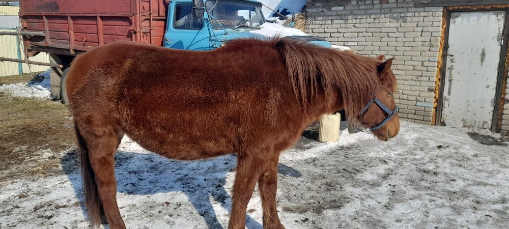 Продам с откорма байтал бие