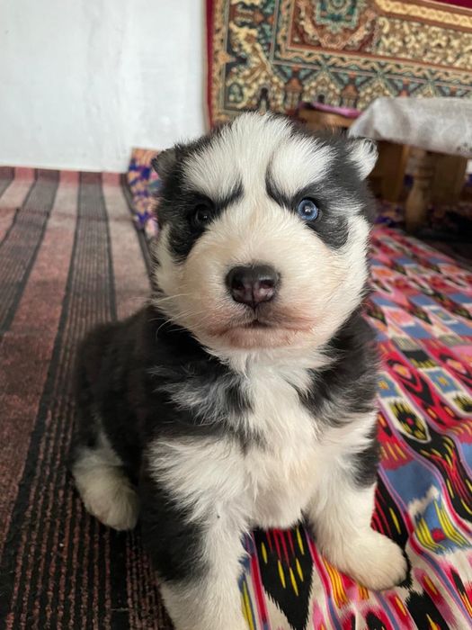 Продам хаски ДЕВОЧКА!