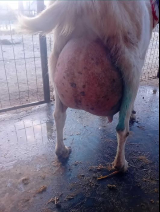 Vând/schimb țap saanen