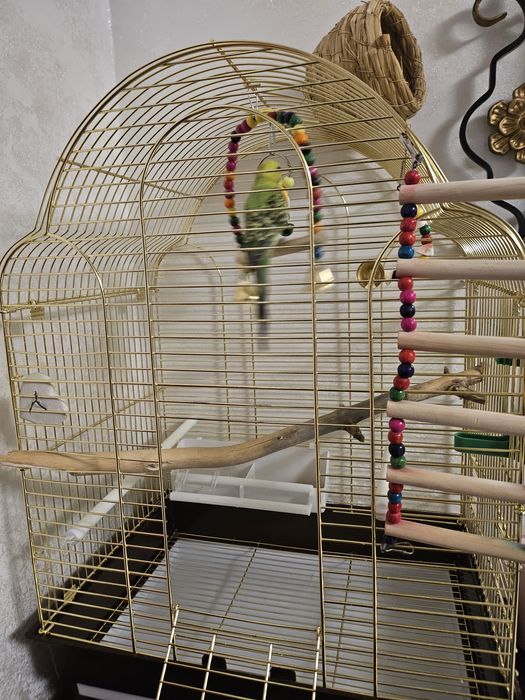 Продам папугая с клеткой