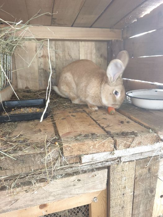 Продавам мъжки зайци