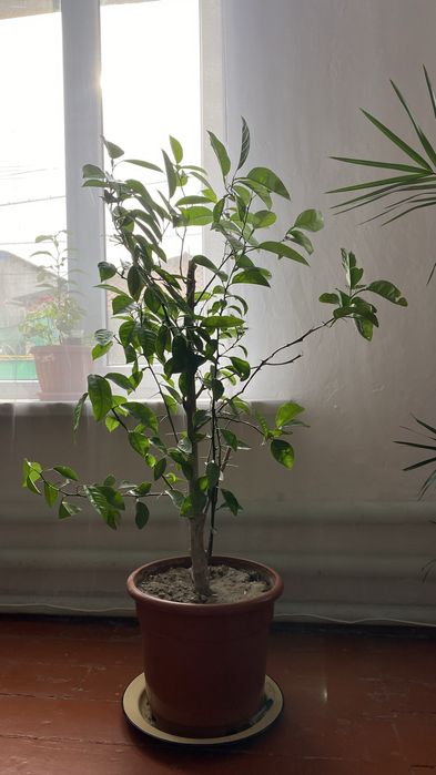 Комнатные цветы