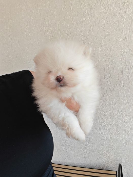 Pomeranian mascul