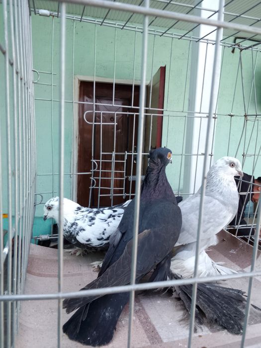 Голуби тараз продаю