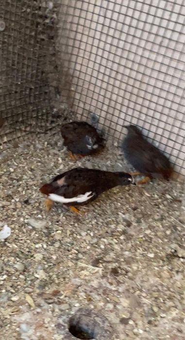 Oua prepelite chinezesti