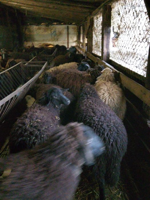 Продавам 160 овце